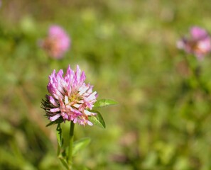 pink flower in the garden