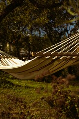 hammock in the forest