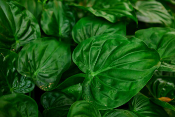 Full frame shot of king of hearts leaf 