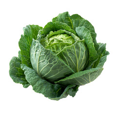 A Whole Head of Fresh Green Cabbage