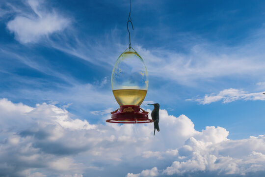 colibri'