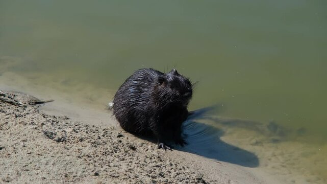 Muskrat in the wild. Black muskrat on the beach. Black muskrat on a sandy beach.