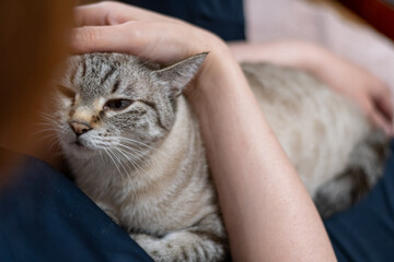 猫を抱きしめる　シャムトラ猫