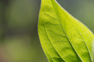 日差しに透ける美しい葉脈