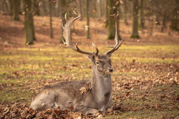 Common Fallow Deer (Dama) Lies Down with Falling Leaves in Autumn. Beautiful Brown Animal with Antlers during Fall Season.