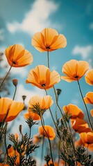 Obraz premium A close up of orange california poppies blooms in a sunlit field against the sky