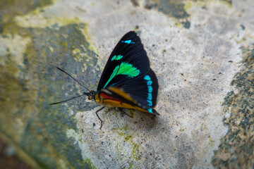 farfalla
