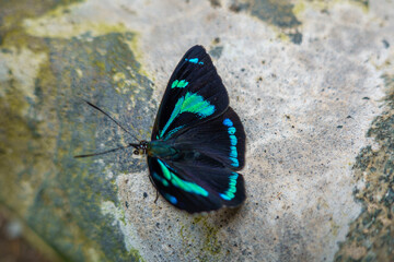 farfalla