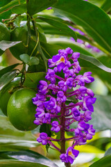 flora di bosco