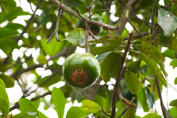 frutto esotico 