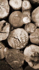 Stacked Tree Logs Sepia Tone Close-Up Textured View
