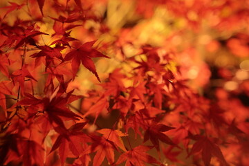 紅葉１