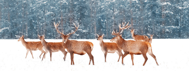 Noble deer with females in the herd against the background of a beautiful winter snow forest....