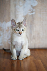 Porträt eines Singapura Kitten