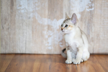 Porträt eines Singapura Kitten