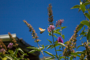 A pigeontail on a flower