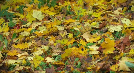 autumn leaves on the ground