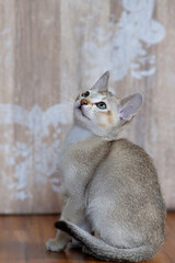 Porträt eines Singapura Kitten