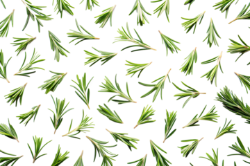 Rosemary leaves pattern isolated on transparent  background. PNG