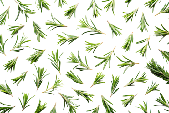 Rosemary leaves pattern isolated on transparent  background. PNG