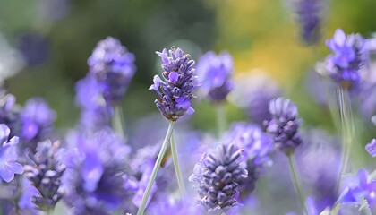 Fototapeta premium Flowers, Flowers In Garden, Flowers focus, lavender, rose, flowers in garden focusing on single flower, zoom in flower, plant,seed, wallpaper flowers, multiple flowers, grass
