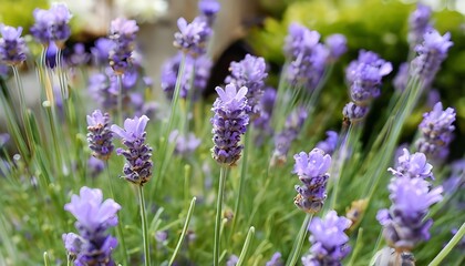 Flowers, Flowers In Garden, Flowers focus, lavender, rose, flowers in garden focusing on single flower, zoom in flower, plant,seed, wallpaper flowers, multiple flowers, grass