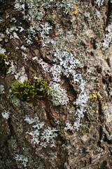 texture moss on the tree