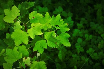 green leaves background