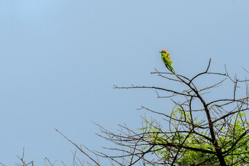 Green Bee Eater on top of the branch in forest