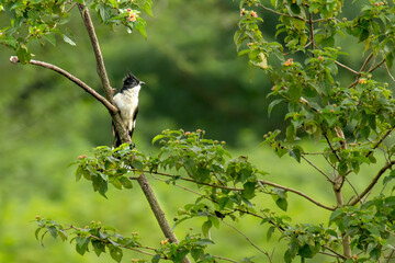 Pied crested Cuckoo also known as  Jacobin Cuckoo