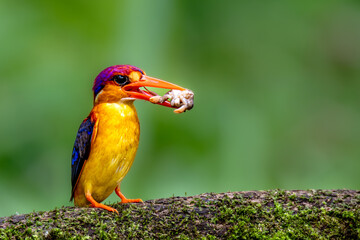 Oriental Dwarf King Fisher with catch of Crab on perch
