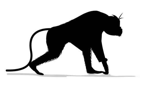Monkey walking animation video