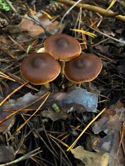 Мushrooms in the autumn forest