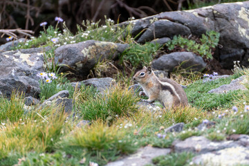 US national park Colorado Rocky Mountai Gran Teton Yellowstone