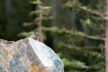 US national park Colorado Rocky Mountai Gran Teton Yellowstone