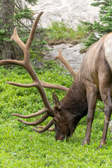 US national park Colorado Rocky Mountai Gran Teton Yellowstone