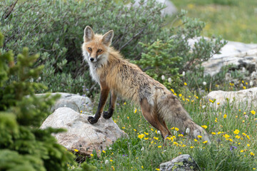 US national park Colorado Rocky Mountai Gran Teton Yellowstone