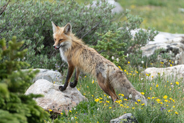 US national park Colorado Rocky Mountai Gran Teton Yellowstone