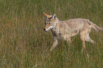 US national park Colorado Rocky Mountai Gran Teton Yellowstone