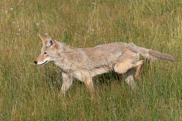 US national park Colorado Rocky Mountai Gran Teton Yellowstone