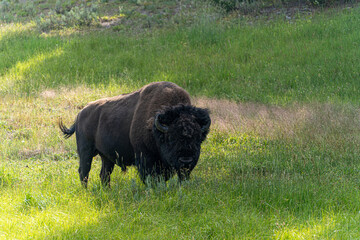 US national park Colorado Rocky Mountai Gran Teton Yellowstone