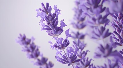 Obraz premium A cluster of lavender flowers with delicate details on a clean white background.