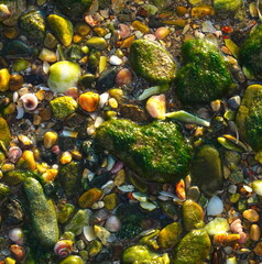 Colorful Seashore Pebbles Underwater Clarity Daylight