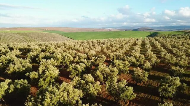 Drone flying close to olive trees planted in rows in the Moroccan countryside.
