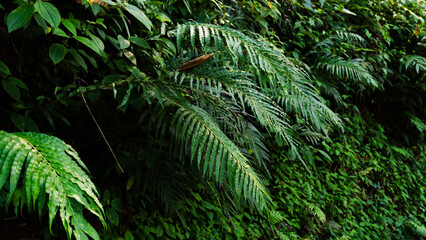 Fresh Green leaves texture for nature background and design,foliage nature background