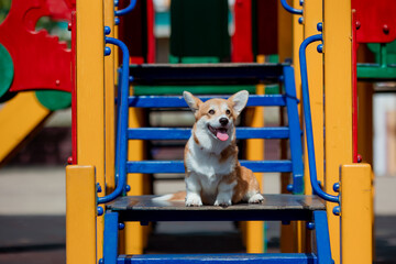 A Welsh corgi puppy dog sits on a playground in the sun