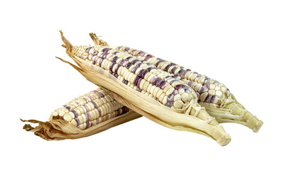  waxy corn isolated