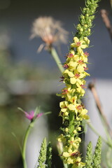 close up of a black mullein flower