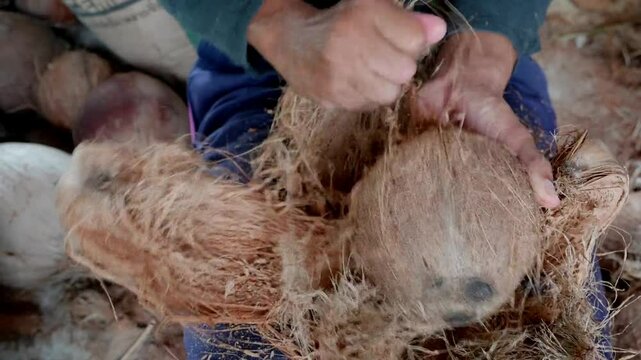 person peeling brown coconut 