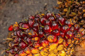 Fresh Fruit Bunch (FFB) in a Palm Oil Plantation after cutting
